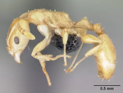 Nesomyrmex flavus specimen