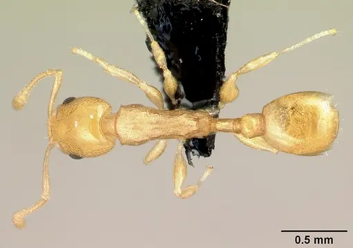 Nesomyrmex flavus - CASENT0121813