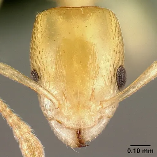 Nesomyrmex flavus - CASENT0121813