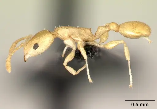 Nesomyrmex flavus - CASENT0121813