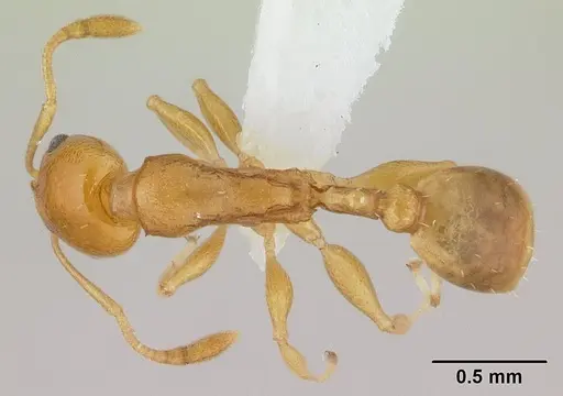 Nesomyrmex flavus - CASENT0189276