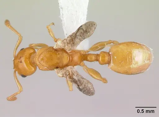 Nesomyrmex flavus - CASENT0217338