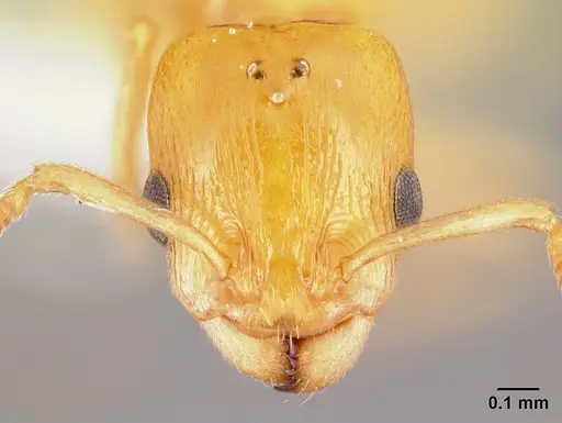 Nesomyrmex flavus - CASENT0217338