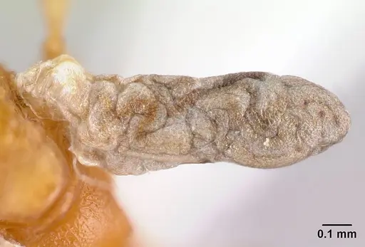 Nesomyrmex flavus - CASENT0217338