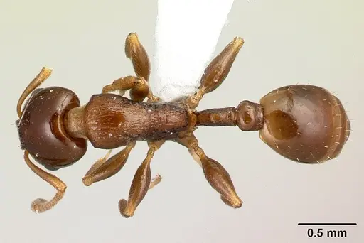 Nesomyrmex flavus - CASENT0227040