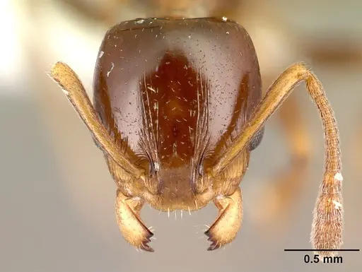 Nesomyrmex flavus - CASENT0227040