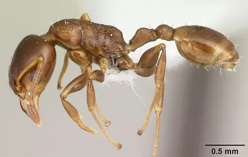 Nesomyrmex flavus - CASENT0227040