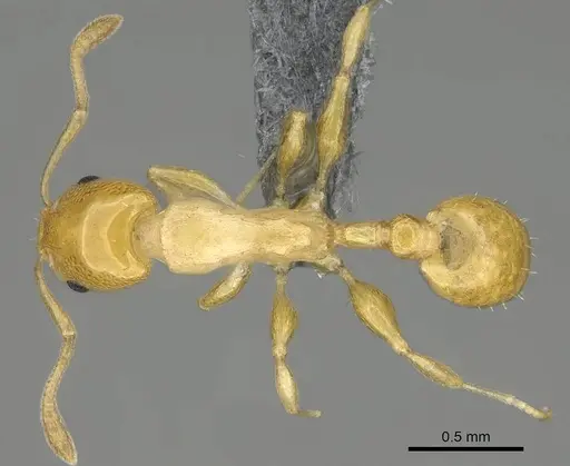 Nesomyrmex flavus - CASENT0393113
