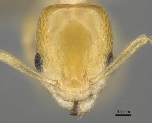 Nesomyrmex flavus - CASENT0393113