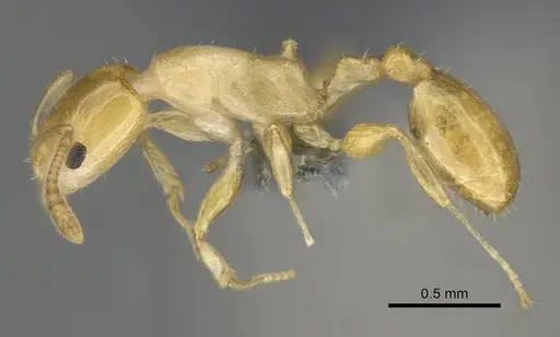 Nesomyrmex flavus - CASENT0393113