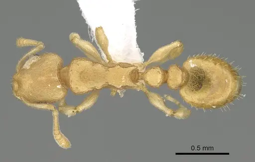 Nesomyrmex fragilis specimen