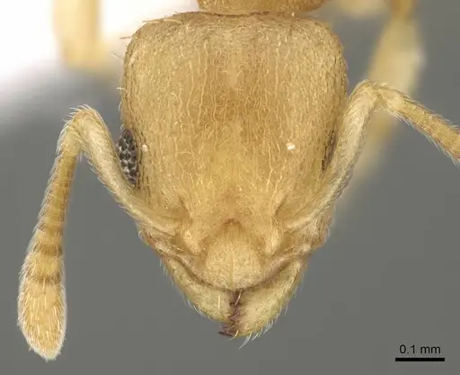 Nesomyrmex fragilis specimen