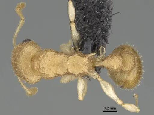 Nesomyrmex gracilis specimen