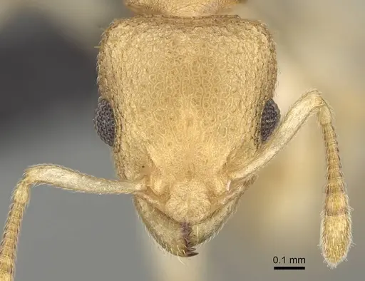 Nesomyrmex gracilis specimen