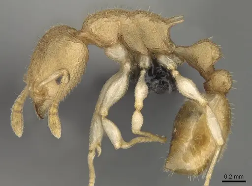 Nesomyrmex gracilis specimen