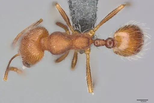 Nesomyrmex grisoni specimen