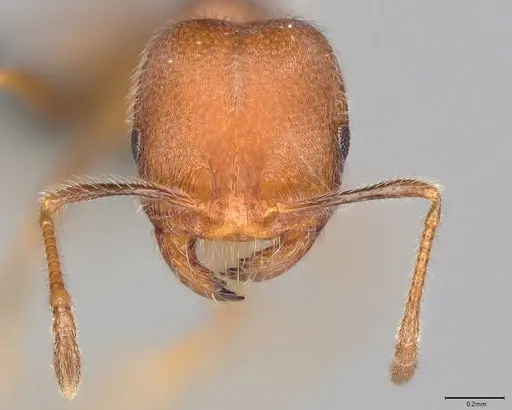 Nesomyrmex grisoni specimen