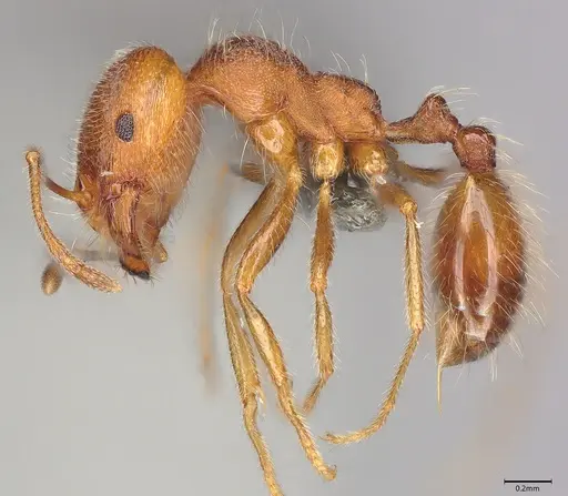 Nesomyrmex grisoni specimen