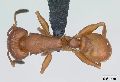 Nesomyrmex hafahafa specimen