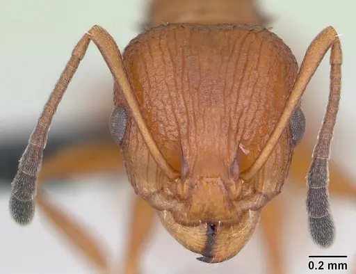 Nesomyrmex hafahafa specimen