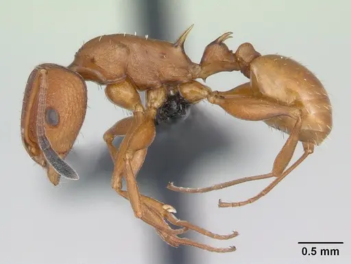 Nesomyrmex hafahafa specimen