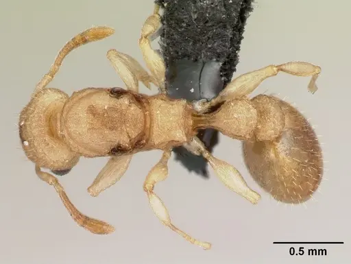 Nesomyrmex hirtellus specimen