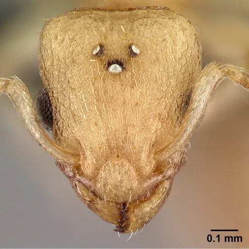 Nesomyrmex hirtellus specimen