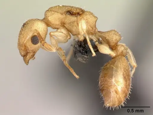 Nesomyrmex hirtellus specimen