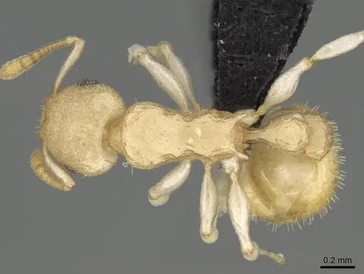 Nesomyrmex hirtellus - CASENT0457484