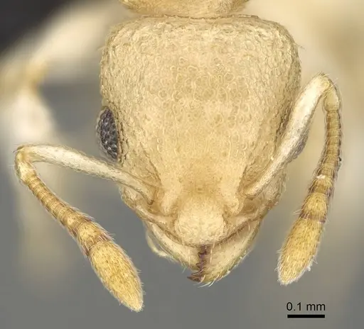 Nesomyrmex hirtellus - CASENT0457484