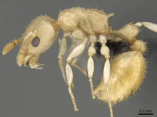 Nesomyrmex hirtellus - CASENT0457484