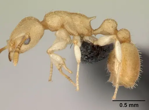 Nesomyrmex hirtellus - CASENT0496626