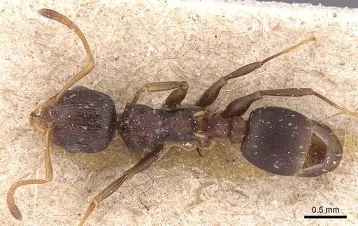 Nesomyrmex humerosus specimen
