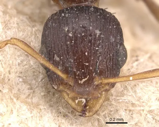 Nesomyrmex humerosus specimen