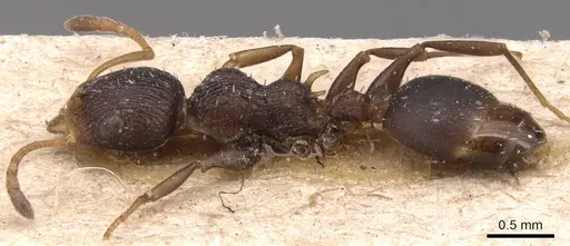 Nesomyrmex humerosus specimen