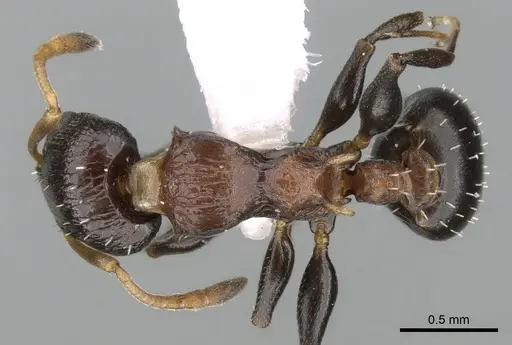 Nesomyrmex humerosus - CASENT0906196