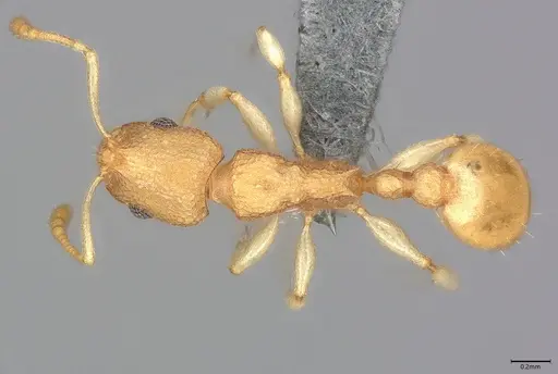 Nesomyrmex inhaca specimen