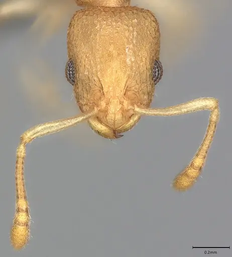 Nesomyrmex inhaca specimen