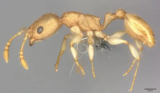 Nesomyrmex inhaca specimen