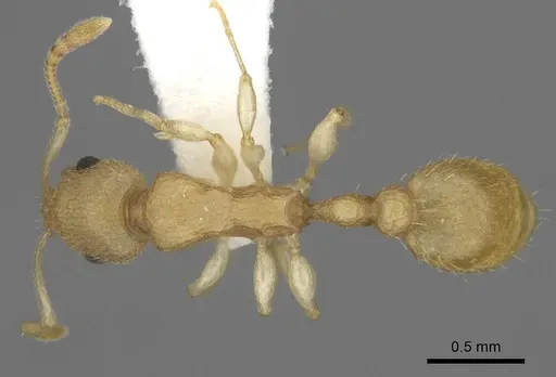 Nesomyrmex inhaca - MCZ-ENT00593557