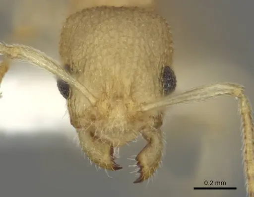 Nesomyrmex inhaca - MCZ-ENT00593557