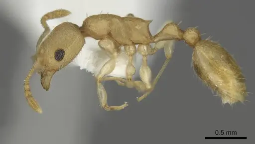 Nesomyrmex inhaca - MCZ-ENT00593557