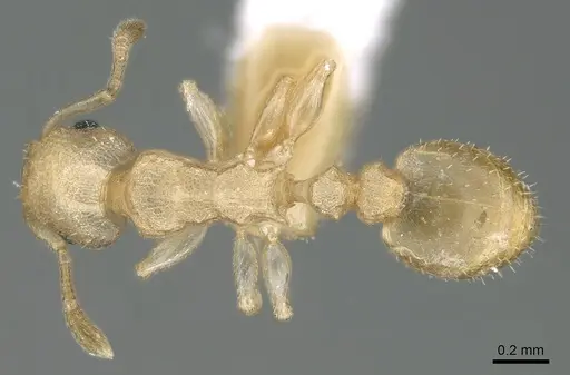 Nesomyrmex innocens specimen