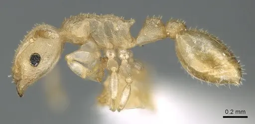 Nesomyrmex innocens specimen