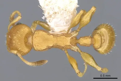 Nesomyrmex itinerans specimen