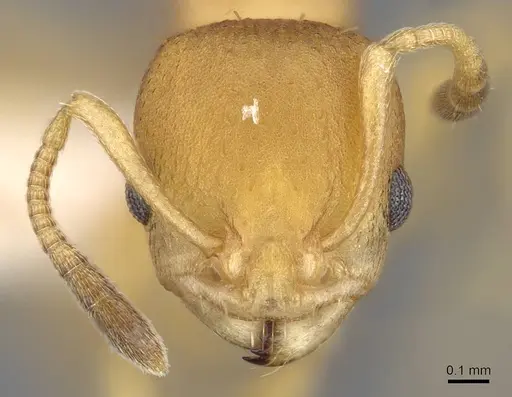 Nesomyrmex itinerans specimen