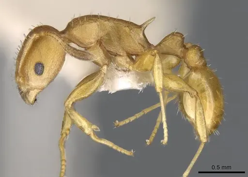Nesomyrmex itinerans specimen