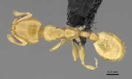 Nesomyrmex longiceps specimen