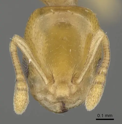 Nesomyrmex longiceps specimen