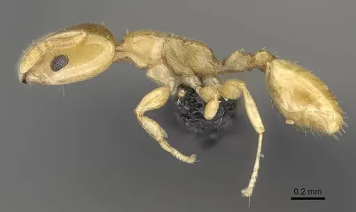 Nesomyrmex longiceps specimen